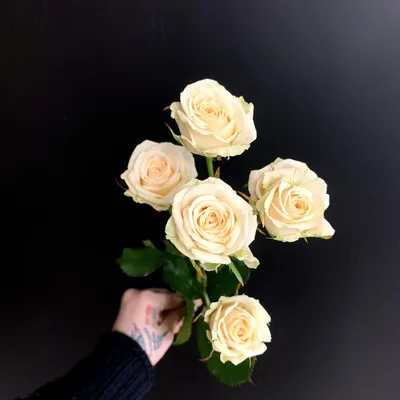 Картинка розы кустовой яна в формате webp для скачивания