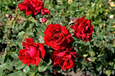 Роза кустовая яна в jpg формате для сохранения