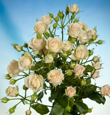 Картинка розы кустовой яна в jpg формате для выбранного размера