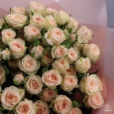 Изображение розы кустовой яна в jpg формате для сохранения