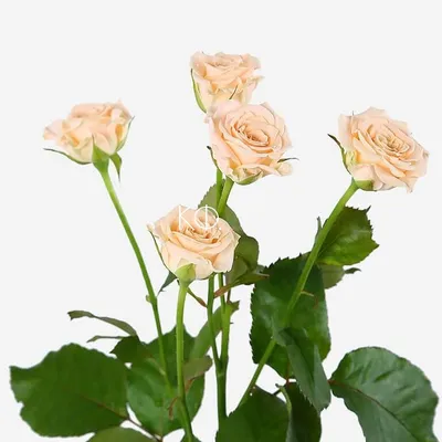 Картинка розы кустовой яна в png формате