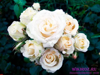 Изображение розы кустовой яна в png формате для вашего выбранного размера