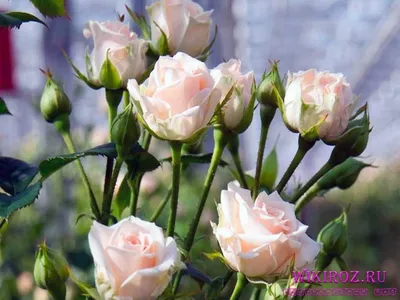 Фотка розы кустовой яна в png формате с возможностью выбора размера