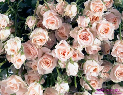 Изображение розы кустовой яна для скачивания в webp формате.