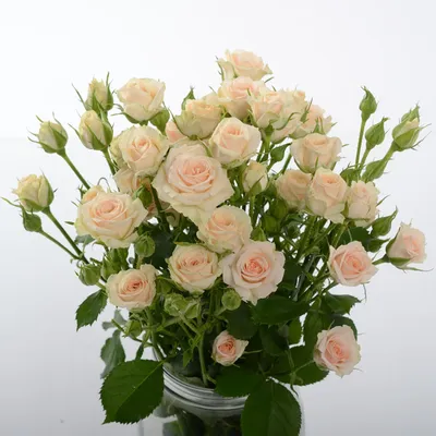 Изображение розы кустовой яна для скачивания в jpg формате