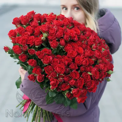 Роза кустовая красная в формате jpg