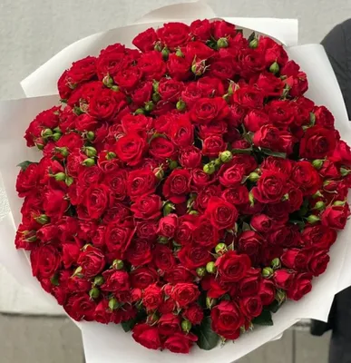 Фотография кустовой красной розы со скачиванием в jpg
