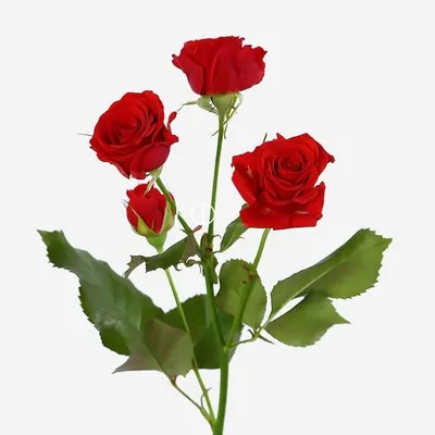 Фотография кустовой красной розы в формате webp
