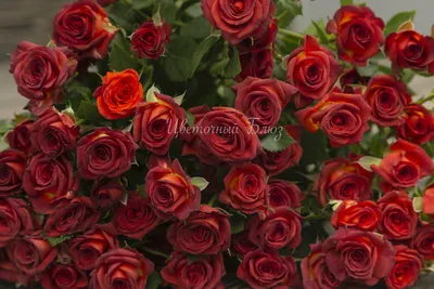 Картинка красной розы с возможностью выбора размера изображения