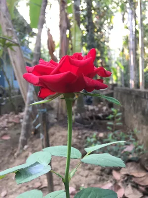 Фотография кустовой красной розы в jpg для скачивания
