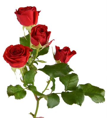 Картинка красной розы с возможностью загрузки в png