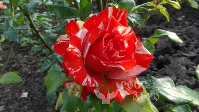 Фото розы для скачивания в webp на веб-странице