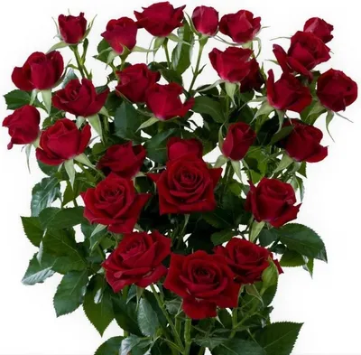 Фотография красной розы на веб-странице