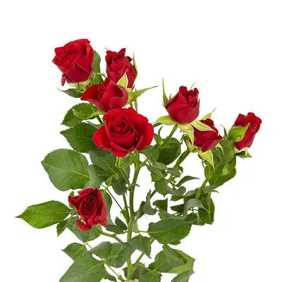 Фото розы кустовой мирабель в новом формате webp
