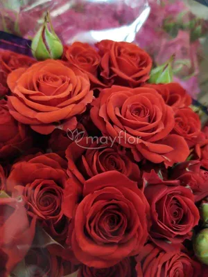 Фото розы кустовой мирабель в формате webp