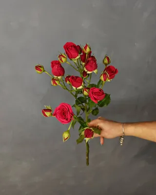 Фотография кустовой розы мирабель в высоком качестве jpg