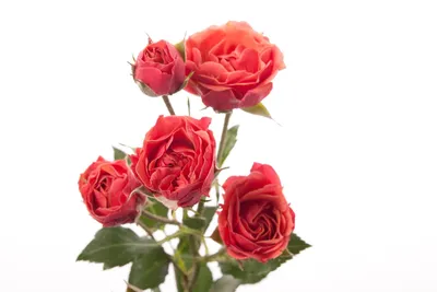 Роза кустовая мирабель доступна для скачивания в png