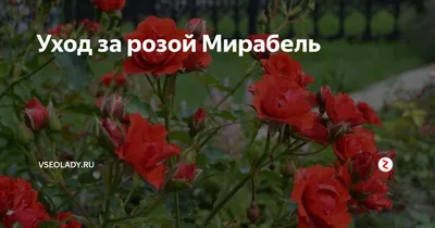 Изображение розы кустовой мирабель с возможностью выбора размера