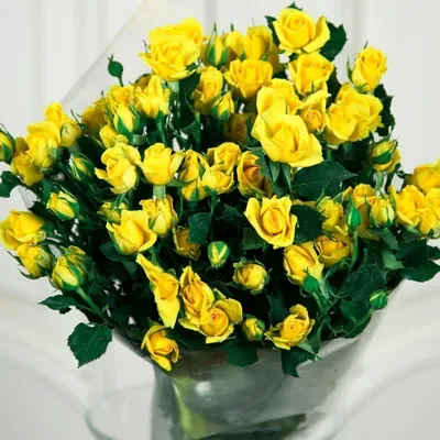 Фото прекрасной желтой розы в PNG формате