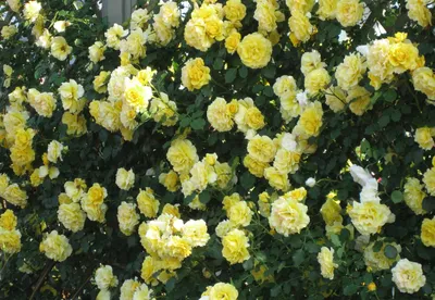 Изображение желтой кустовой розы в формате WEBP для загрузки