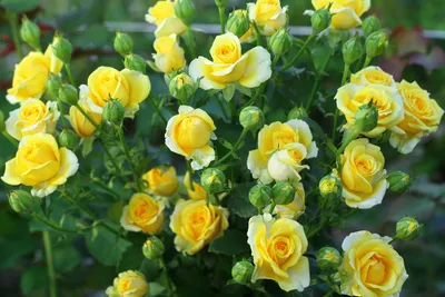 Фото, отражающее красоту желтой розы на пути ваших глаз