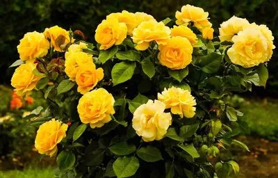 Желтая кустовая роза - удивительное изображение в формате JPG