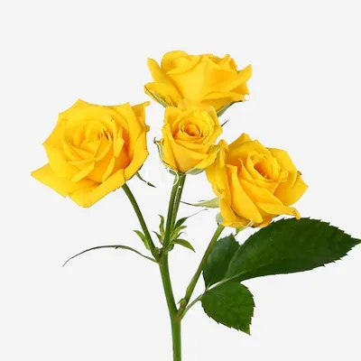Фото яркой желтой розы с возможностью скачать в PNG