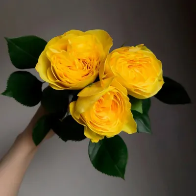 Лучшая желтая кустовая роза в формате WEBP: скачайте фото сейчас