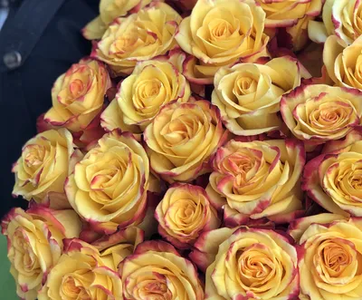 Уникальное изображение желтой кустовой розы в формате WEBP