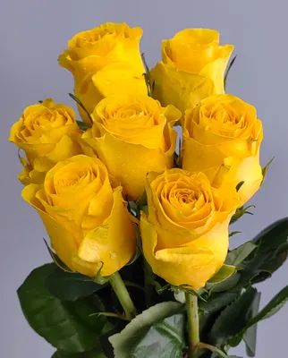 Качественное фото желтой кустовой розы: выберите формат загрузки