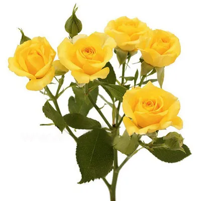 Желтая роза, запечатленная на фотографии в формате JPG
