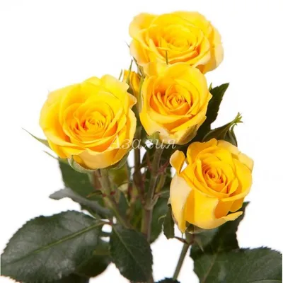 Фото изумительной желтой кустовой розы: скачивайте в любом формате