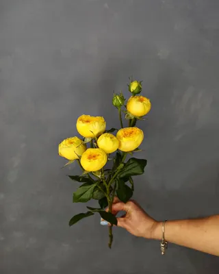 Желтая кустовая роза на впечатляющем изображении в формате PNG