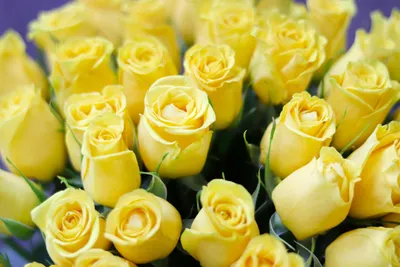 Изображение желтой розы в формате WEBP: скачивайте и наслаждайтесь