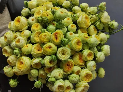 Фото желтой кустовой розы: выбирайте размер и формат по своему вкусу