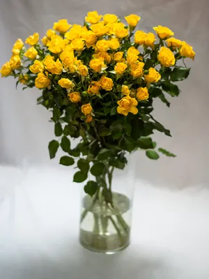 Удивительная желтая роза: фотография высокого качества