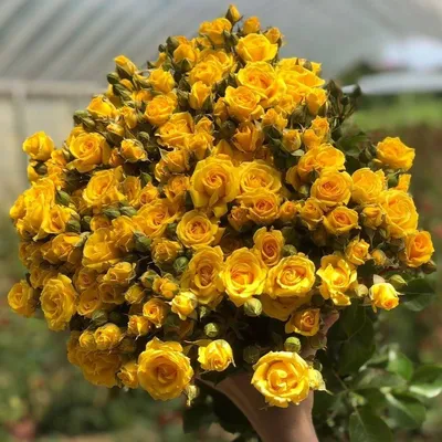 Желтая кустовая роза в формате WEBP