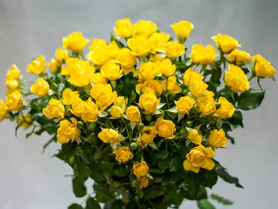 Желтая кустовая роза - изображение для скачивания