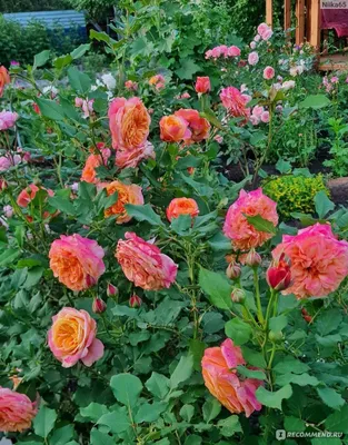 Красивое фото розы Роза ла вилла котта в формате jpg