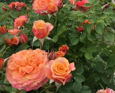 Уникальная картинка розы Роза ла вилла котта в png