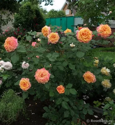 Стильное изображение розы Роза ла вилла котта в формате webp