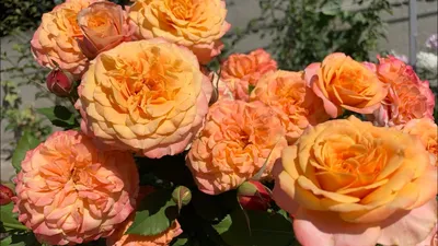 Фото розы Роза ла вилла котта с выбором размера и формата