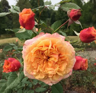 Изображение розы Роза ла вилла котта для скачивания в популярных форматах