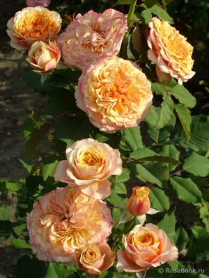 Красивая фотка розы Роза ла вилла котта в формате jpg