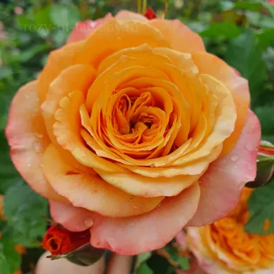 Стильная картинка розы Роза ла вилла котта в webp