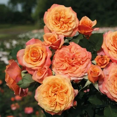Изображение розы Роза ла вилла котта в формате webp
