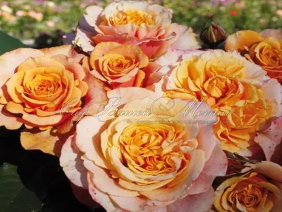 Картинка розы Роза ла вилла котта в высоком качестве