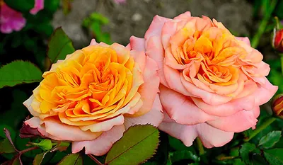 Изображение розы Роза ла вилла котта в популярных форматах для скачивания