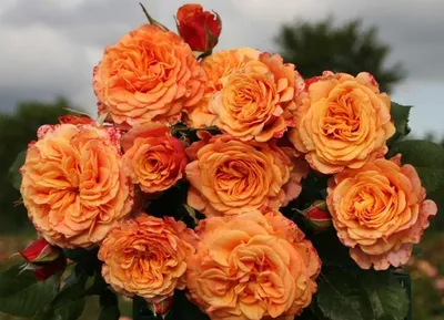 Красивое фото розы Роза ла вилла котта в формате jpg