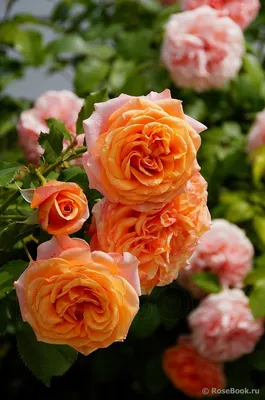 Стильное изображение розы Роза ла вилла котта в webp